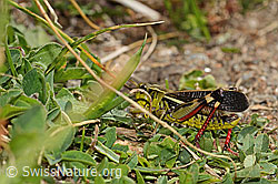 Grosse Höckerschrecke (Arcyptera fusca) (C312924)