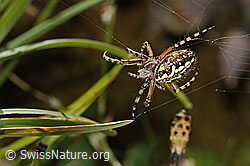 Eichblatt-Radspinne (Aculepeira ceropegia) (C312946) Eichblatt-Radspinne (Aculepeira ceropegia) (C312946)