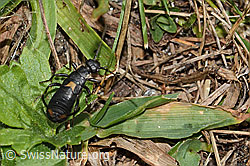 Zweipunkt-Ohrwurm (Anechura bipunctata) (C312963)