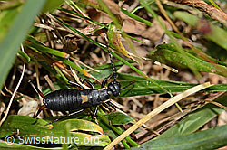 Zweipunkt-Ohrwurm (Anechura bipunctata) (C312965)