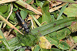 Zweipunkt-Ohrwurm (Anechura bipunctata) (C312970)