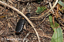 Zweipunkt-Ohrwurm (Anechura bipunctata) (C312981)