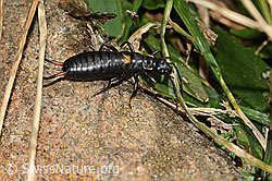 Zweipunkt-Ohrwurm (Anechura bipunctata) (C312983)