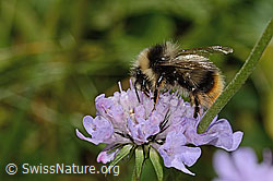 Pyrenäenhummel (Bombus pyrenaeus) auf Glänzender Skabiose (Scabiosa lucida) (C312987)