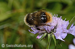 Pyrenäenhummel (Bombus pyrenaeus) auf Glänzender Skabiose (Scabiosa lucida) (C312989)