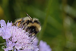 Pyrenäenhummel (Bombus pyrenaeus) auf Glänzender Skabiose (Scabiosa lucida) (C312991)