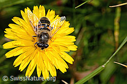 Mistbiene (Eristalis tenax) auf Steifhaarigem Milchkraut (Leontodon hispidus ssp. hispidus) (C312997)