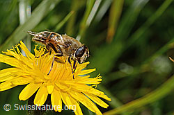 Mistbiene (Eristalis tenax) auf Steifhaarigem Milchkraut (Leontodon hispidus ssp. hispidus) (C312999)