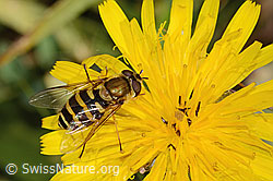 Behaarte Schwebfliege (Syrphus torvus) auf Gewöhnlichem Rauen Milchkraut (Leontodon hispidus ssp. hispidus) (C313003)