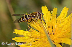 Behaarte Schwebfliege (Syrphus torvus) auf Gewöhnlichem Rauen Milchkraut (Leontodon hispidus ssp. hispidus) (C313005)