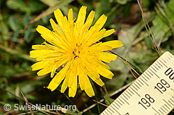 Gewöhnliches Raues Milchkraut (Leontodon hispidus ssp. hispidus) (C313006)