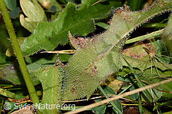 Gewöhnliches Raues Milchkraut (Leontodon hispidus ssp. hispidus) (C313027)