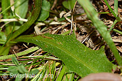 Gewöhnliches Raues Milchkraut (Leontodon hispidus ssp. hispidus) (C313028)