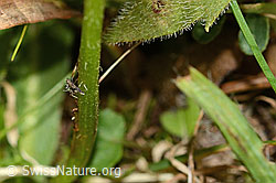 Gewöhnliches Raues Milchkraut (Leontodon hispidus ssp. hispidus) (C313029)