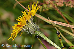Gewöhnliches Raues Milchkraut (Leontodon hispidus ssp. hispidus) (C313030)