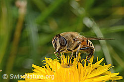 Photo: Eristalis tenax on Leontodon hispidus ssp. hispidus