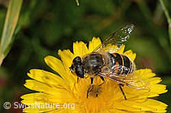 Gewöhnliches Raues Milchkraut (Leontodon hispidus ssp. hispidus)