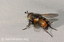 Peleteria ferina (Raupenfliege) (C313036) Peleteria ferina (Raupenfliege) (C313036)