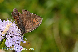 Schweizer Schillernder Mohrenfalter (Erebia tyndarus) auf Glänzender Skabiose (Scabiosa lucida) (C313077)