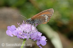 Alpen-Wiesenvögelchen (Coenonympha gardetta)
