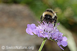 Pyrenäenhummel (Bombus pyrenaeus) auf Glänzender Skabiose (Scabiosa lucida) (C313083)