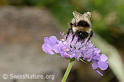 Pyrenäenhummel (Bombus pyrenaeus) auf Glänzender Skabiose (Scabiosa lucida) (C313084)