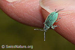 Gebirgs-Blattrüssler (Phyllobius arborator) (C313111)
