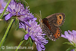 Marmorierter Mohrenfalter (Erebia montana) auf Wald-Witwenblume (Knautia dipsacifolia)