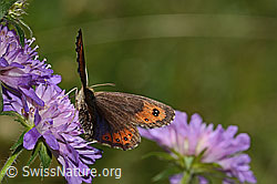 Marmorierter Mohrenfalter (Erebia montana) auf Wald-Witwenblume (Knautia dipsacifolia) (C313140) Marmorierter Mohrenfalter (Erebia montana) auf Wald-Witwenblume (Knautia dipsacifolia) (C313140)