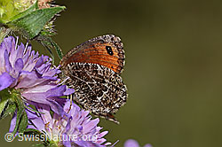 Marmorierter Mohrenfalter (Erebia montana) auf Wald-Witwenblume (Knautia dipsacifolia) (C313142) Marmorierter Mohrenfalter (Erebia montana) auf Wald-Witwenblume (Knautia dipsacifolia) (C313142)