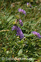 Wald-Witwenblume (Knautia dipsacifolia) (C313144) Wald-Witwenblume (Knautia dipsacifolia) (C313144)