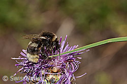 Alpen-Flockenblume (Centaurea scabiosa ssp. alpestris)