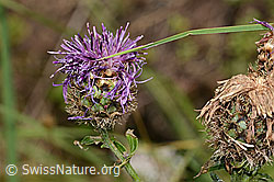 Alpen-Flockenblume (Centaurea scabiosa ssp. alpestris) (C313162) Alpen-Flockenblume (Centaurea scabiosa ssp. alpestris) (C313162)