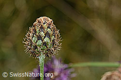 Alpen-Flockenblume (Centaurea scabiosa ssp. alpestris) (C313164) Alpen-Flockenblume (Centaurea scabiosa ssp. alpestris) (C313164)