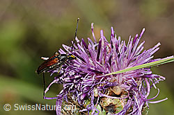 Kleiner Schmalbock (Stenurella melanura) auf Moschus-Schafgarbe (Achillea erba-rotta)