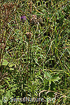 Alpen-Flockenblume (Centaurea scabiosa ssp. alpestris) (C313167) Alpen-Flockenblume (Centaurea scabiosa ssp. alpestris) (C313167)