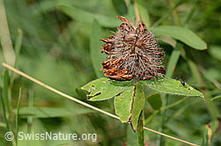 Rot-Klee (Trifolium pratense) (C313210)