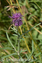 Alpen-Flockenblume (Centaurea scabiosa ssp. alpestris) (C313223) Alpen-Flockenblume (Centaurea scabiosa ssp. alpestris) (C313223)