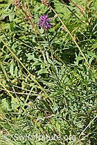 Alpen-Flockenblume (Centaurea scabiosa ssp. alpestris) (C313224) Alpen-Flockenblume (Centaurea scabiosa ssp. alpestris) (C313224)