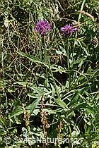 Berg-Flockenblume (Centaurea montana) (C313230) Berg-Flockenblume (Centaurea montana) (C313230)