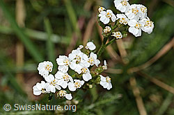 Gemeine Schafgarbe (Achillea millefolium) (C313234) Gemeine Schafgarbe (Achillea millefolium) (C313234)