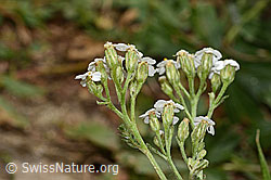 Gemeine Schafgarbe (Achillea millefolium) (C313236) Gemeine Schafgarbe (Achillea millefolium) (C313236)