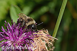 Berghummel (Bombus mesomelas) auf Alpen-Flockenblume (Centaurea scabiosa ssp. alpestris) (C313243) Berghummel (Bombus mesomelas) auf Alpen-Flockenblume (Centaurea scabiosa ssp. alpestris) (C313243)