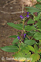 Grossblütige Brunelle (Prunella grandiflora) (31.08.2024, C313257)