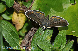 Grosser Sonnenröschen-Bläuling (Aricia artaxerxes) (31.08.2024, C313274)