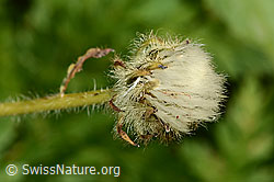 Pyrenäen-Pippau (Crepis pyrenaica) (C313299)