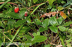 Wald-Erdbeere (Fragaria vesca) (C313320)