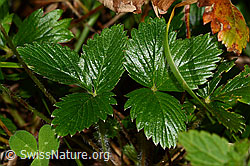 Wald-Erdbeere (Fragaria vesca) (C313321)