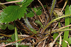 Wald-Erdbeere (Fragaria vesca) (C313322)
