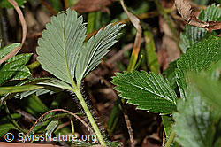 Wald-Erdbeere (Fragaria vesca) (C313323)